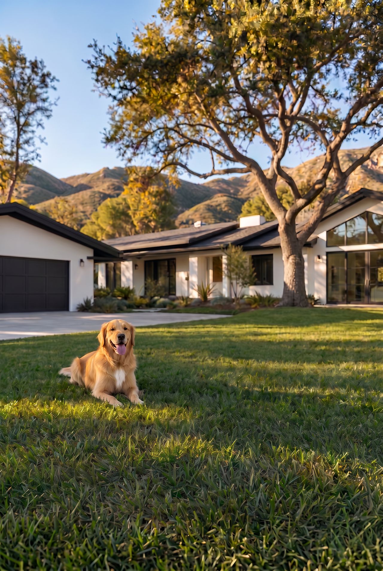 Golden retriever relaxing on a lush lawn in front of a Thousand Oaks home